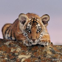 TIGER CUB