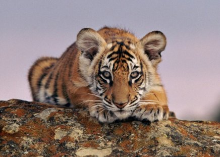 TIGER CUB - wildlife, youngsters, animals, cats, tigers