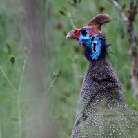 HELMETED GUINEAFOWL