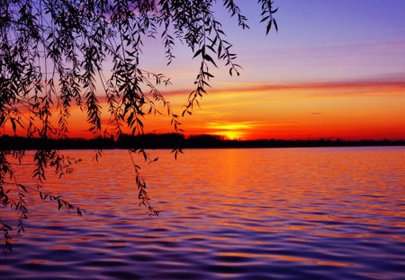 August sunset - water, summer, colors, forest, tree, willow branches, sunset, nature, lake, sun, sky