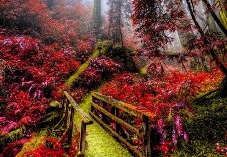 AUTUMN FOREST  PATH - nature, autumn, forest, road, bridge