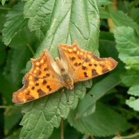 Polygonia c-album