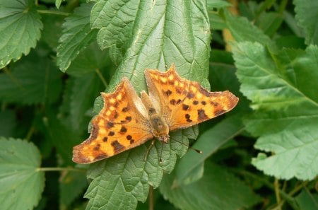 Polygonia c-album - freedom, butterfly, wild, bug, beetle