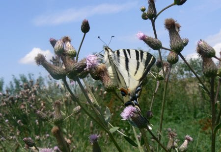 Iphiclides podalirius - butterfly, lepke, bug, beetle