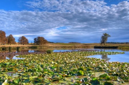 lily pads in a marsh - clouds, trees, lilys, pond