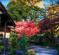 momiji behind tea house hdr