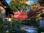 momiji behind tea house hdr