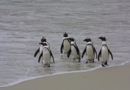 JACKASS PENGUINS - sealife, beaches, flightless birds, water, waves, seabirds, oceans, penguins, sea