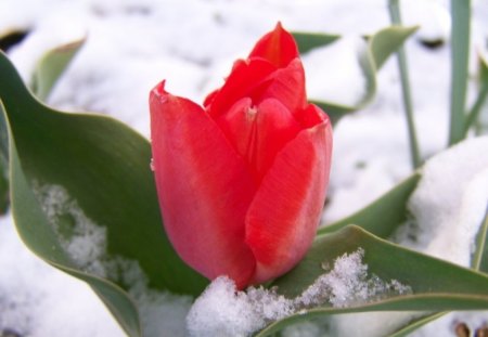 WINTER TULIP - ice, frost, snow, blooms, tulips, seasons, winter, flowers