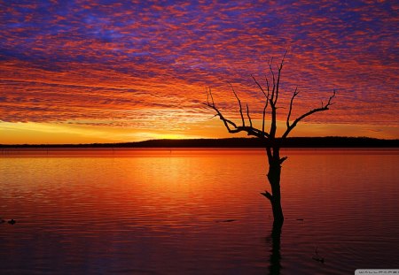 natural canopy - clouds, lake, sunset, dead tree