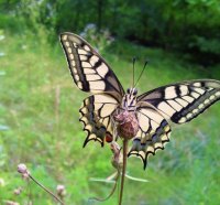 OLD WORLD SWALLOWTAIL