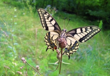 OLD WORLD SWALLOWTAIL - fields, gardens, thistles, nature, swallowtails, insects, flowers, grass, butterflies