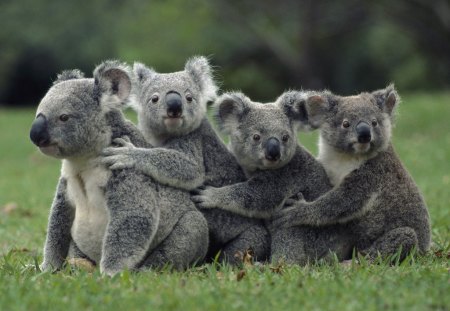 FOUR BROTHERS - hug, bears, cuddly, animals, koalas, train, endangered, family, green, from, koala, grass, koala bears, cute, love, wildlife, marsupials, bear, funny, wallpaper, nature, grey fur, affection, animal, australia, new