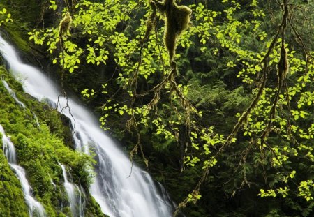 CACHOEIRA - verde, agua, arvores, natureza