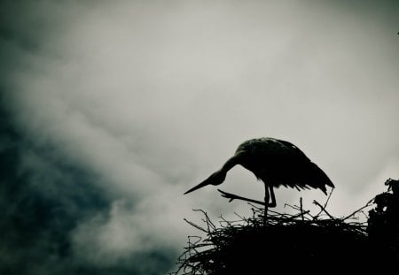 Stork - bird, break of day, high, evening, dawn, stork, twilight, mist, haze, fog, tree, break, black, white, nest, smoke, little, dusk, day