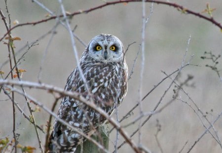 CORUJA - passaro, animal, ave, natureza