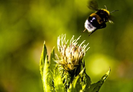 Bumblebee leaving a thistle - bee, leaving, flying, flower, bumblebee, drone, nature, green, humble bee, flight, thistle, insect, spikes, sun