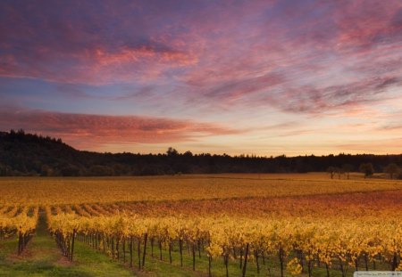 vines in russian river valley california - vines, mountains, sunset, valley