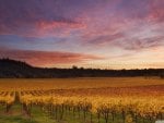 vines in russian river valley california