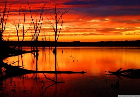 silhouettes at red sunset - dead trees, lake, sunset, red