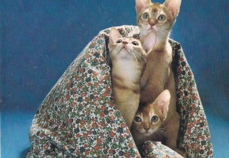 Three kittens - blanklet, brown, cute, kitten