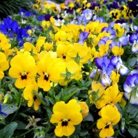 Beautiful Garden of Pansies