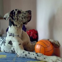 HARLEQUIN GREAT DANE