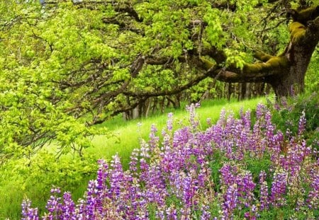 Purple Flowers in the Forest