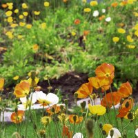 Gorgeous Field of Flowers