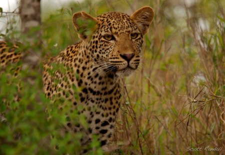 YOUNG LEOPARD - leopards, africa, predators, bushveld, savannah, wildcats, big five, feline, cats, panthera pardus