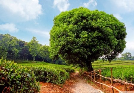 pathway in tea plantation - fence, clouds, pathway, fields, trees