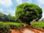 pathway in tea plantation