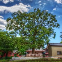 the god tree in china hdr