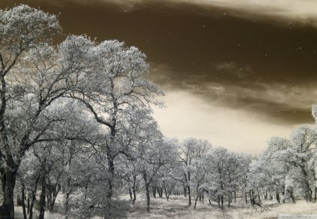 snow falling on forest in monochrome - monochrome, forest, snow, clouds