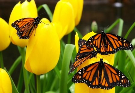 Monarch's & Tulip's - monarch, tulip, butterfly, yellow