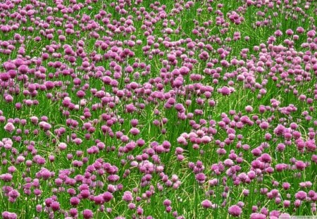 Wild Flowers - buds, daylight, day, field, nature, endless, purple, forever, shaped, wild, leaves, flowers, budhead, stem