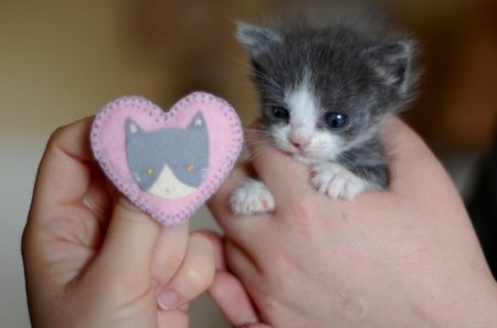 *.â™¥.* Love *.â™¥.* - love, kittens, hand, cute heart