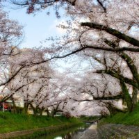 canal under cherry trees