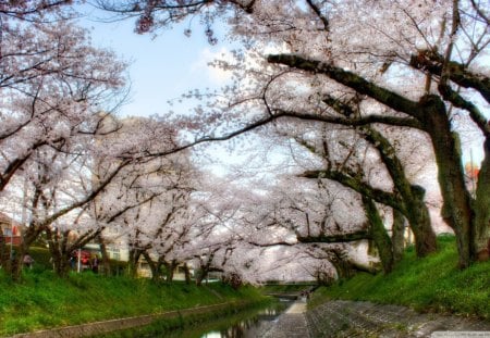 canal under cherry trees - city, canal, banks, trees