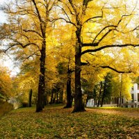 yellow trees in utrecht netherlands