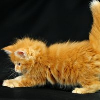 a cute kitten playing