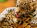 jaguar_cub_and_mother