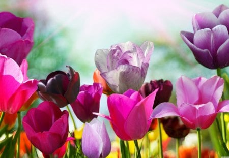 abloom_colored_tulips - nature, nice, flowers, pretty