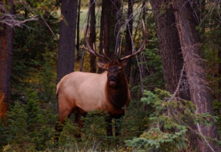 big red - hunt, stag, trees, deer