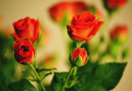 Rose Buds - nature, buds, red, flowers, rose