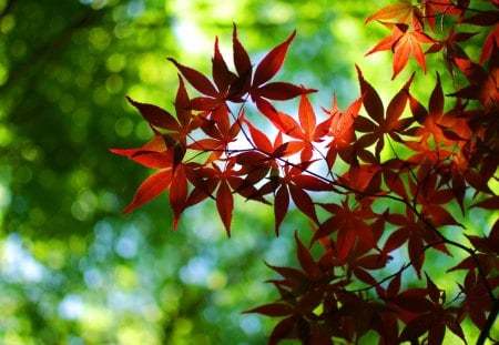 Twig with Leaves - leaves, nature, maple, trees