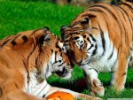 Amur Tigers