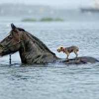 A friend in need
