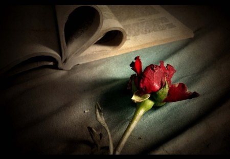 Story of Love - story, rose, love, photography