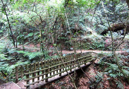 Forest trail - bridge, forest, trail, bamboo